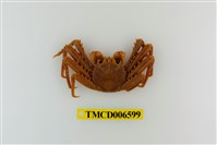 藏品(裸掌盾牌蟹)的圖片